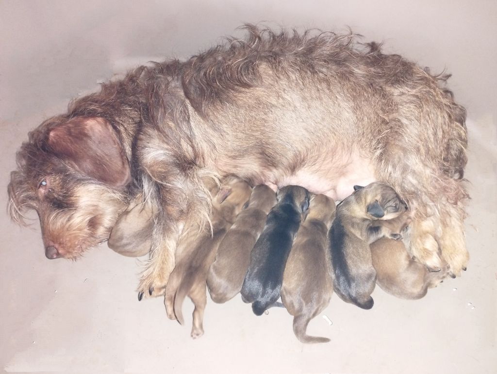 Chiots Raven nés en 2025