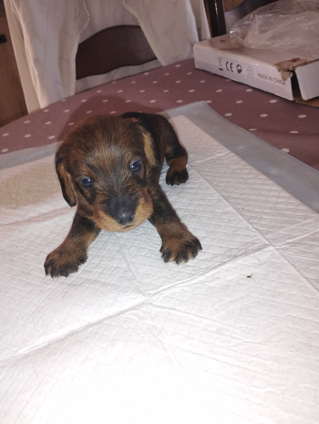 De L'Echo De Saint Saturnin - Chiots disponibles - Teckel poil dur