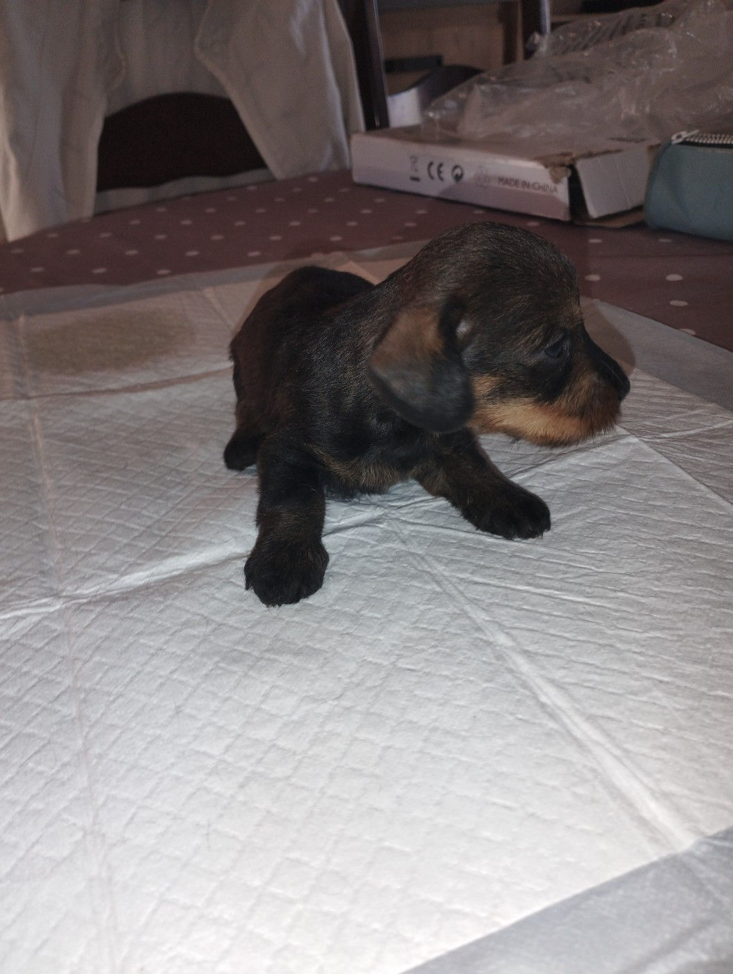 De L'Echo De Saint Saturnin - Chiots disponibles - Teckel poil dur