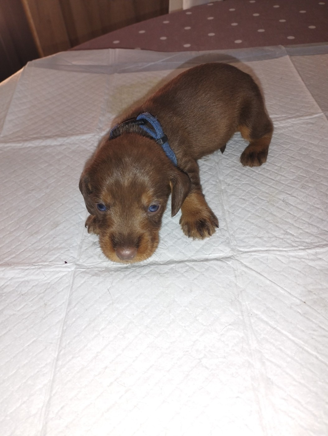 De L'Echo De Saint Saturnin - Chiots disponibles - Teckel poil dur
