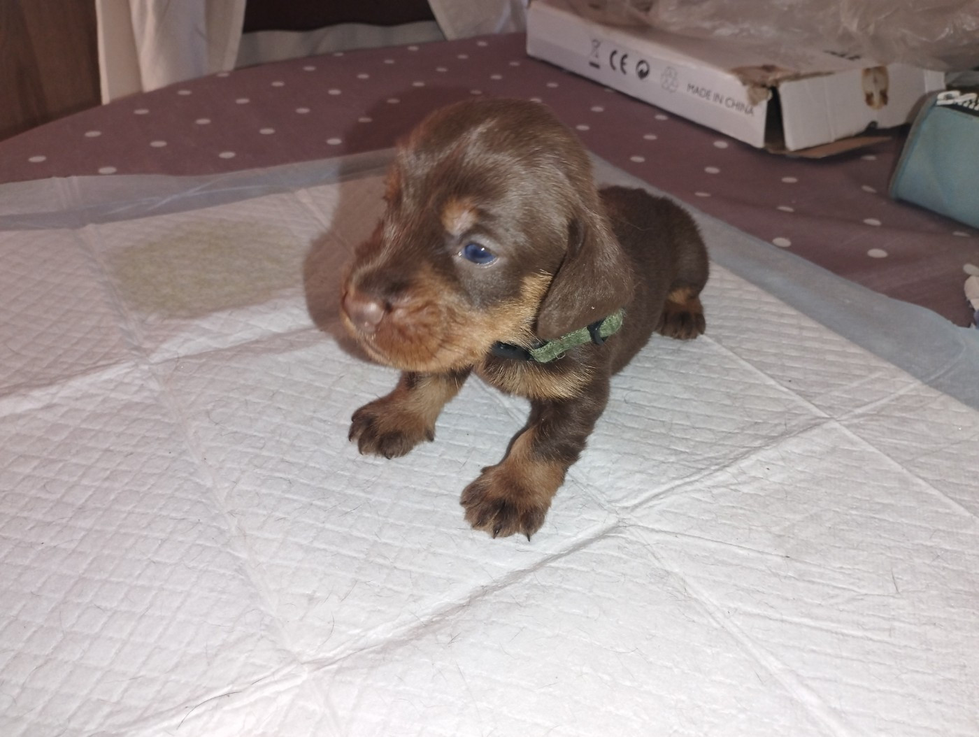 De L'Echo De Saint Saturnin - Chiots disponibles - Teckel poil dur