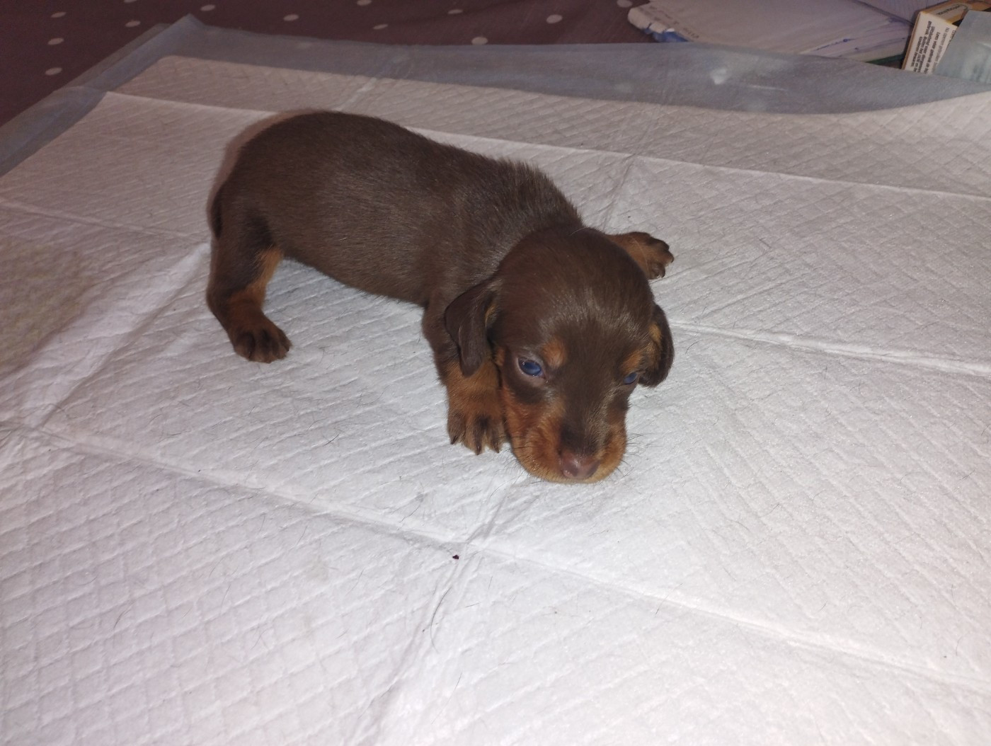 De L'Echo De Saint Saturnin - Chiots disponibles - Teckel poil dur